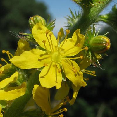 Agrimony