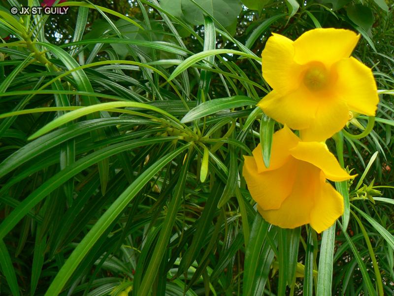 Apocynaceae thevetia neriifolia bois lait