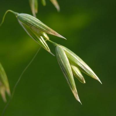 wild oat Avoine