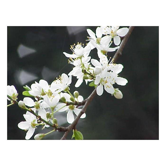 Cherry plum prunier myrobolan