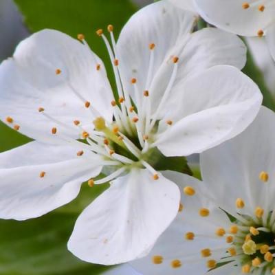 Cherry plum prunus