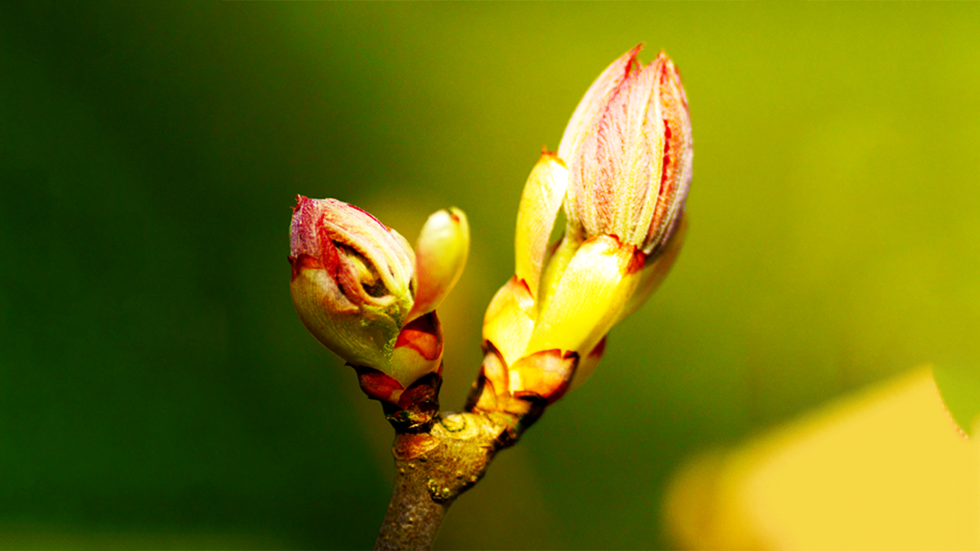 Chestnut bud2