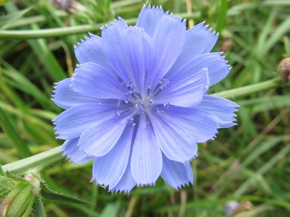 Chicory