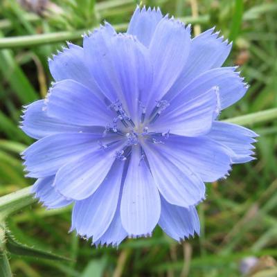 Chicory
