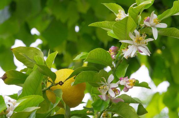 Citronier