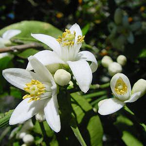 Citrus