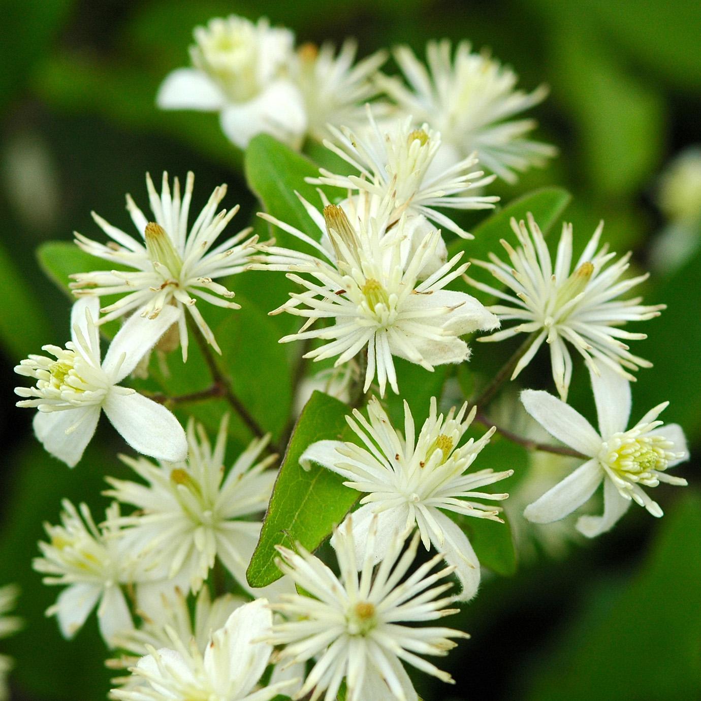 Clematite des haies