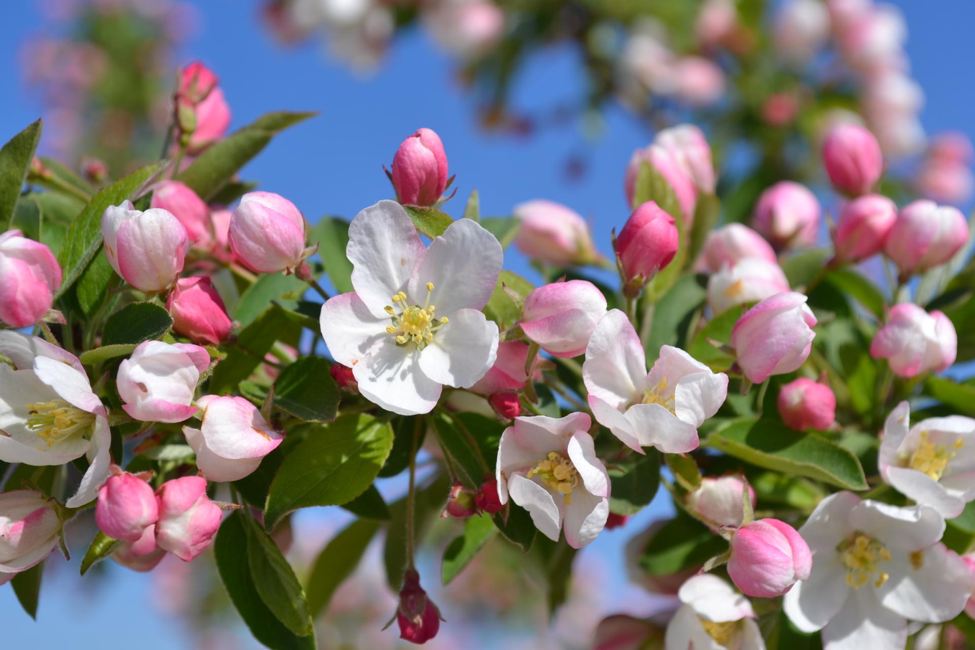 Crab apple8