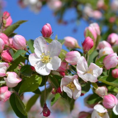 Crab apple8