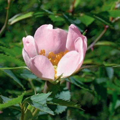 wild rose Eglantier
