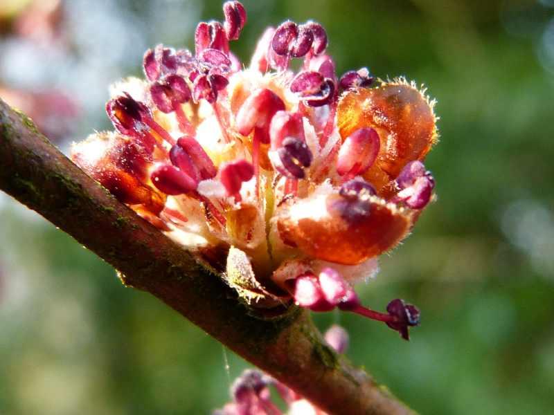 Elm orme