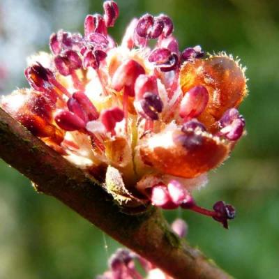 Elm orme