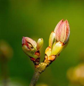 Fleur chestnut bud 1