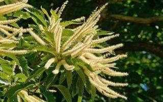 sweet chestnut chataignier