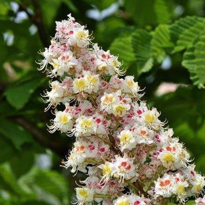 white chestnut marronnier blanc