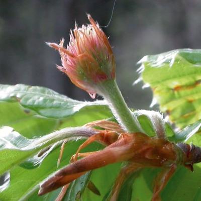 Beech - Fleur hêtre