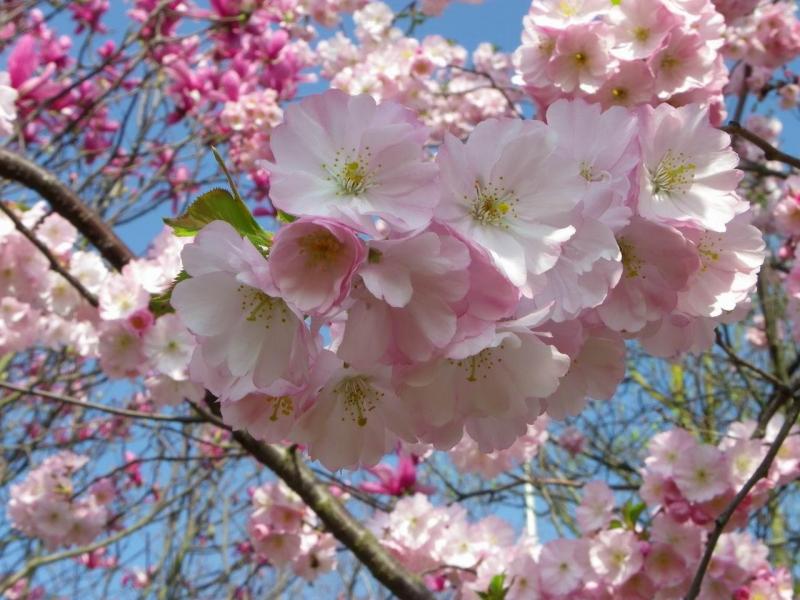 Fleurs cerisier japon 4