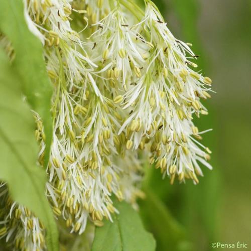Frene a fleurs 1