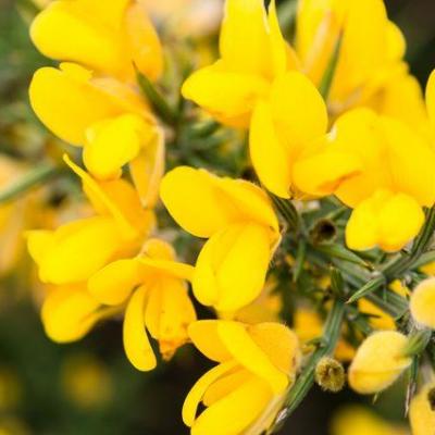 Gorse