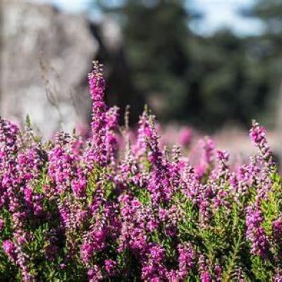Heather