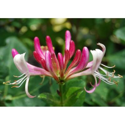 Honeysuckle chevrefeuille