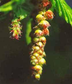 Hornbeam charme