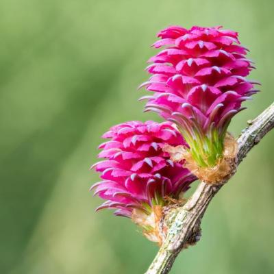 Larch meleze