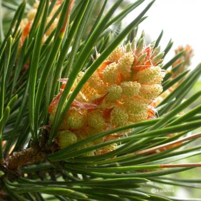 pine pin sylvestre