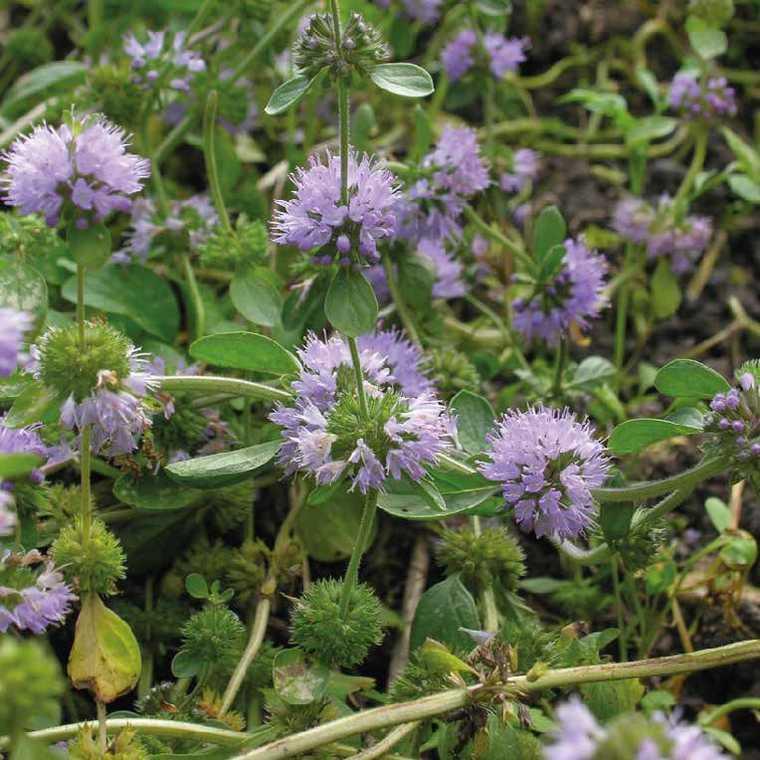 Menthe pouliot