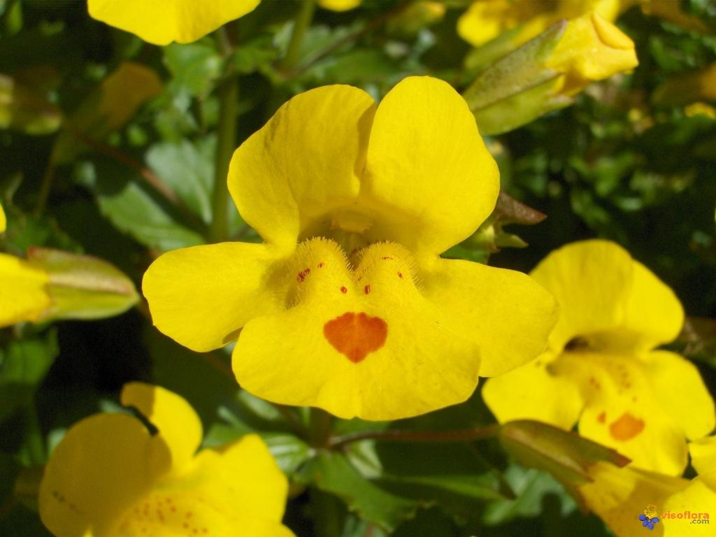 Mimule tachete visoflora 7523