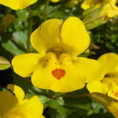 Mimulus