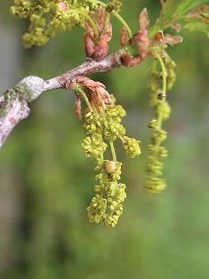 Oak chêne