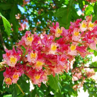 Red chestnut