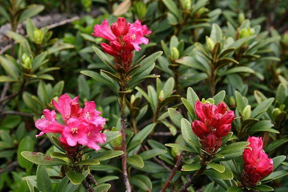 Rhododendron laurier rose des alpes