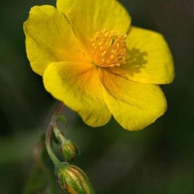 Rock rose helianthème
