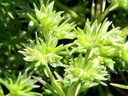 Scleranthus