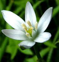 Star of bethleem fleurs de bach lorraine