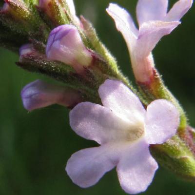 Verveine
