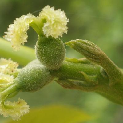 Walnut noyer