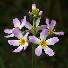 Waterviolet violette d'eau