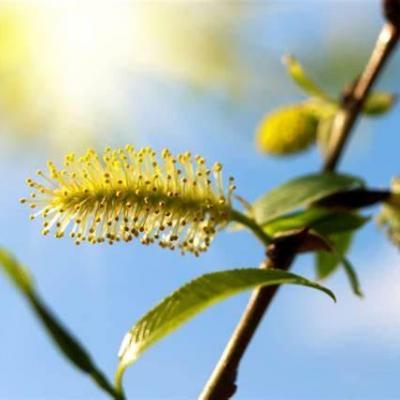 Willow saule